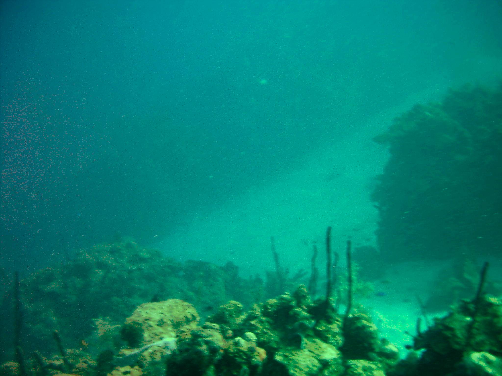 diver jumping into water