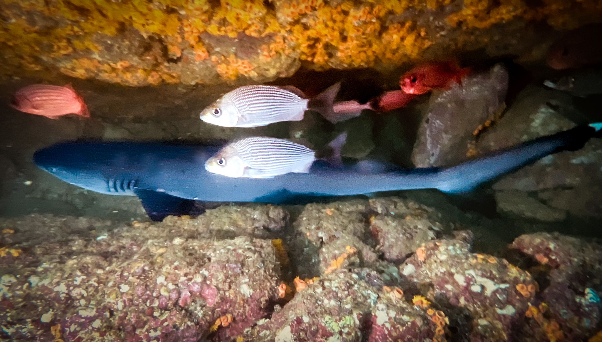scuba diver entering water