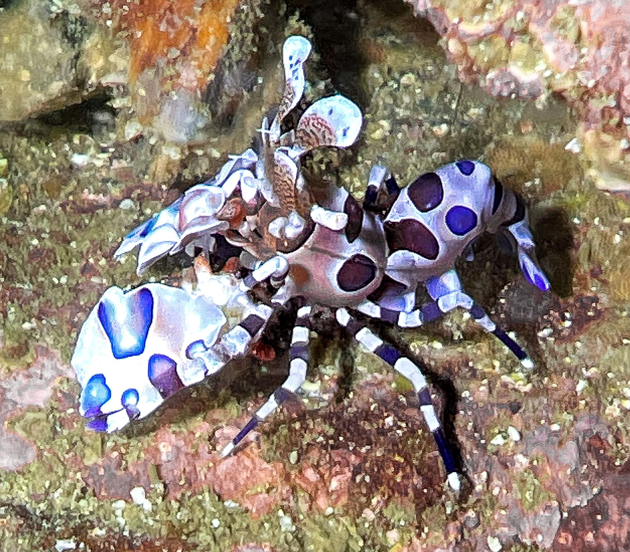 diver near coral