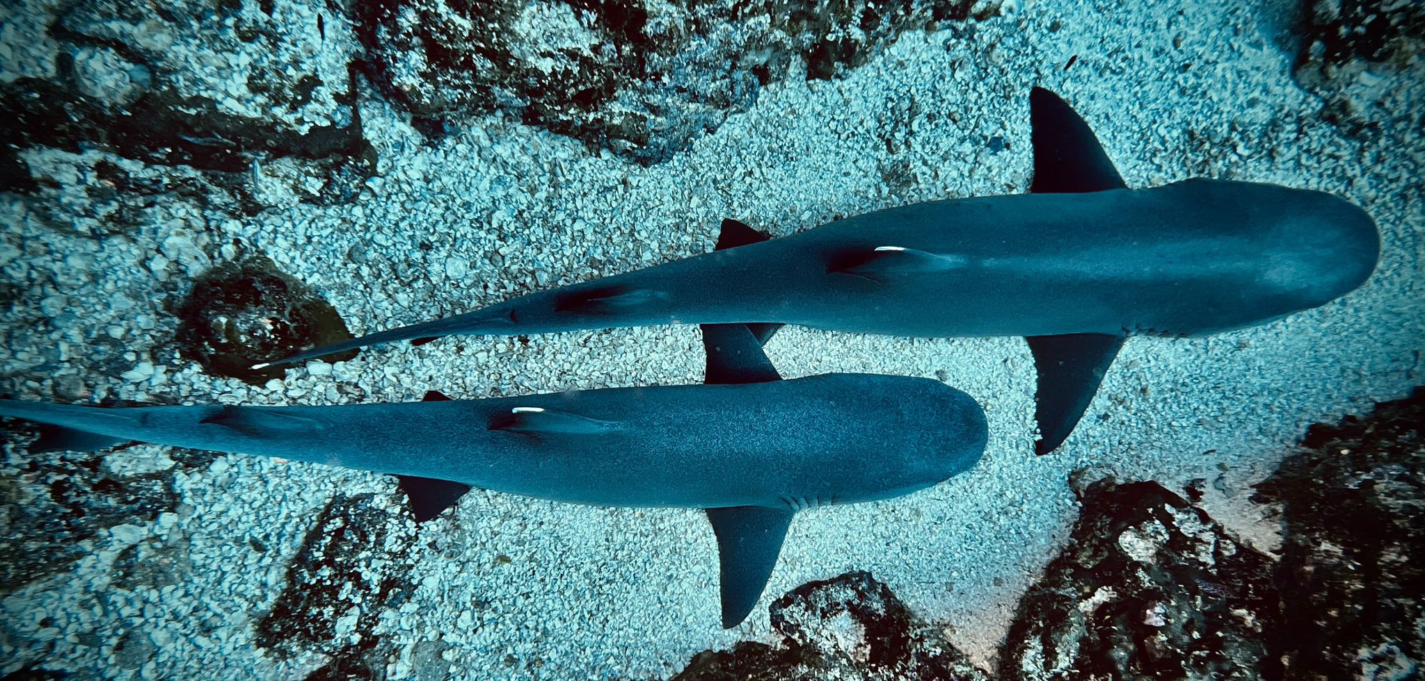 scuba diver entering water