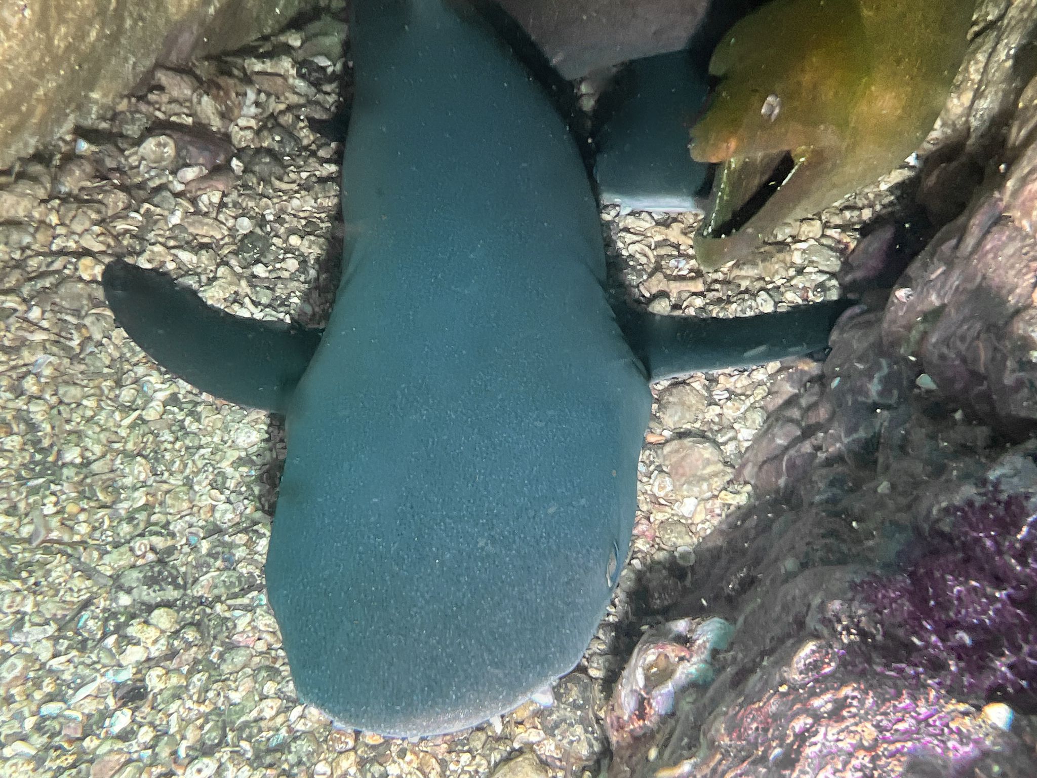 scuba diver entering water