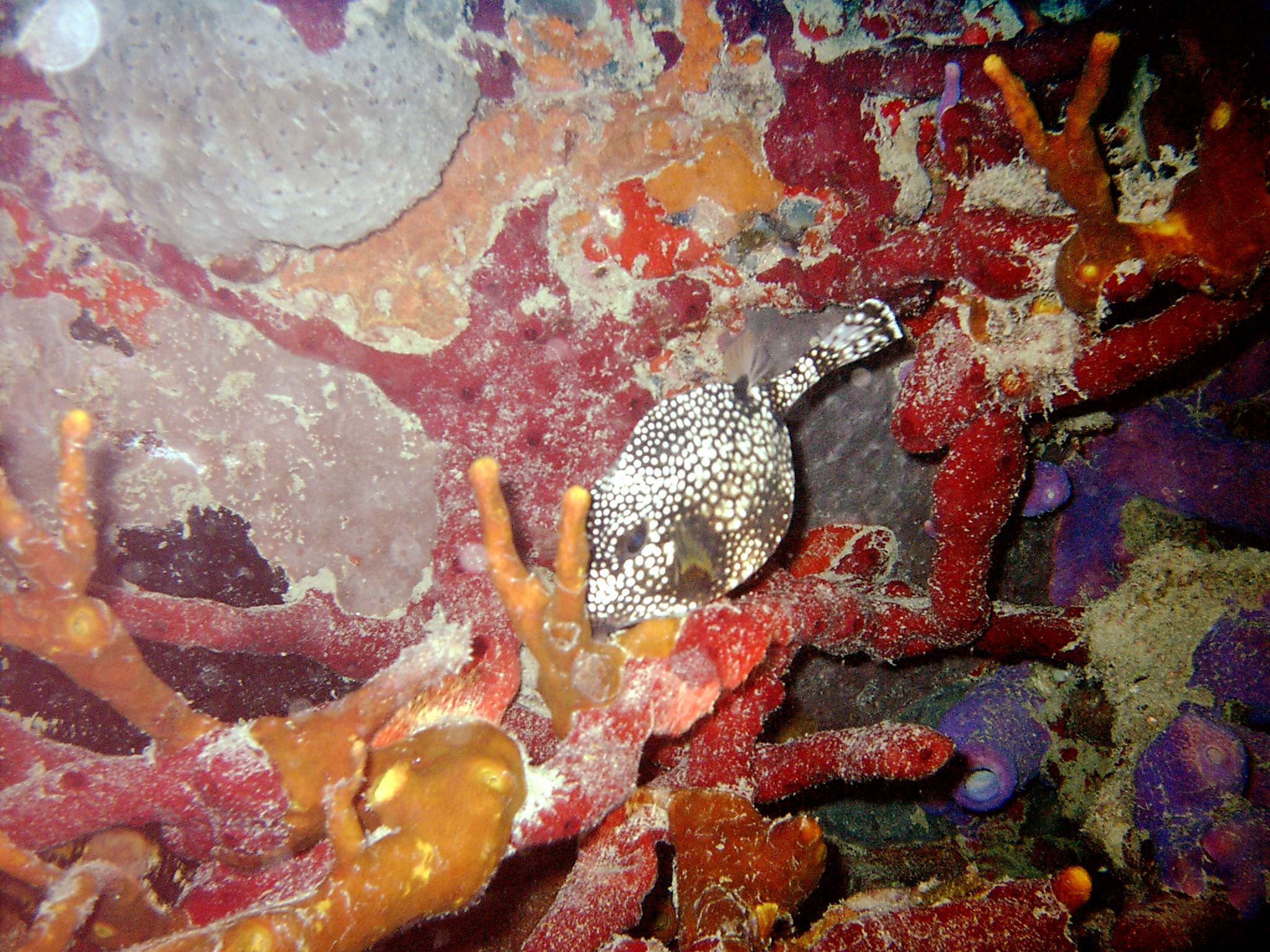 diver jumping into water