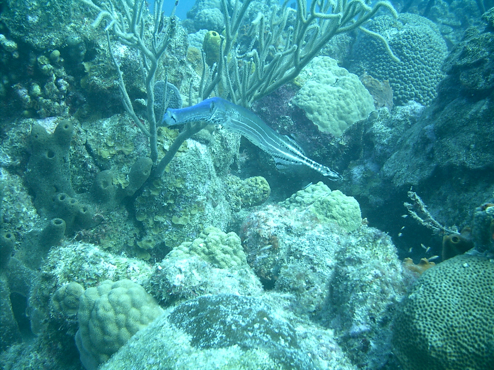 diver jumping into water
