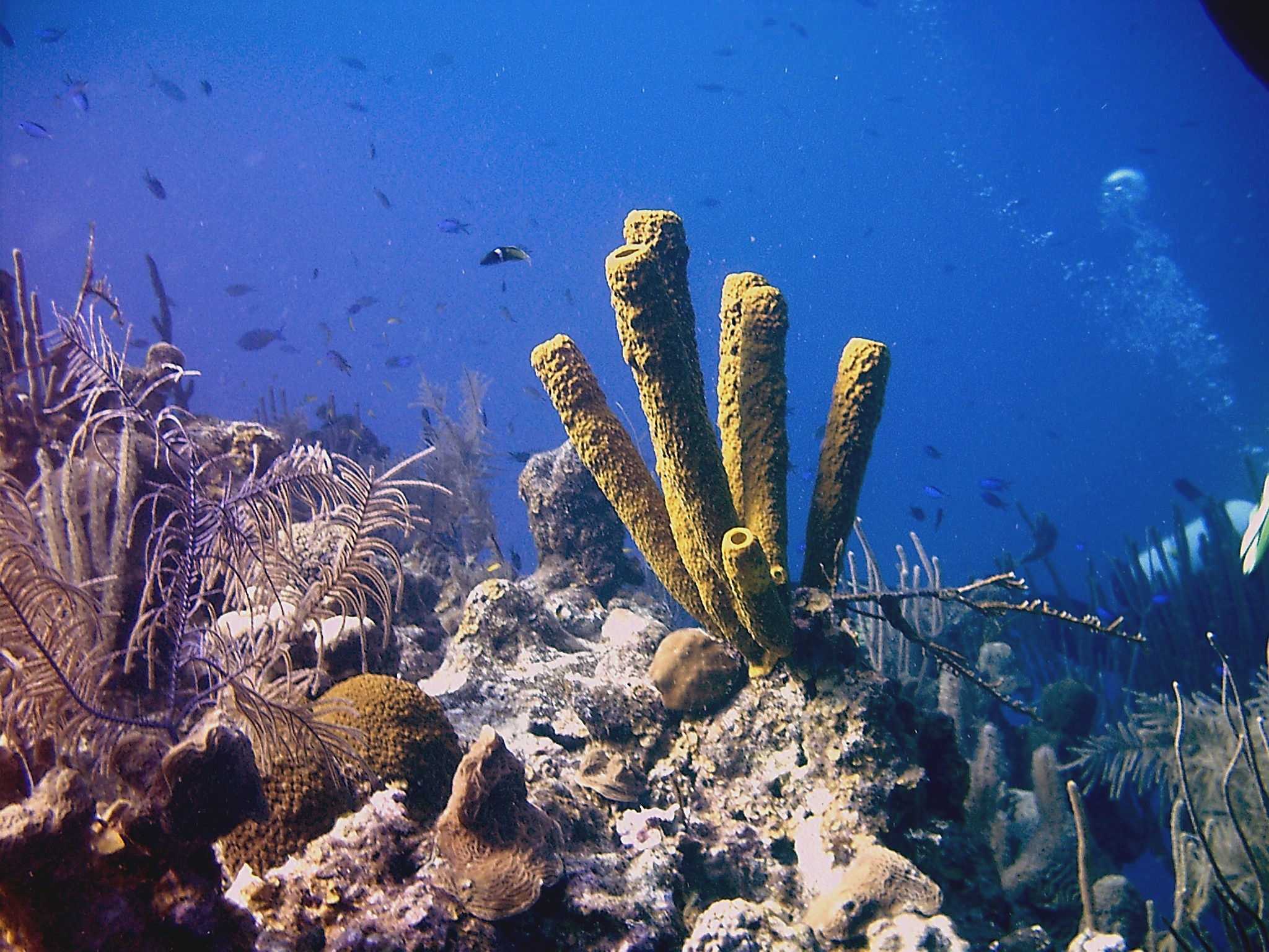 diver jumping into water