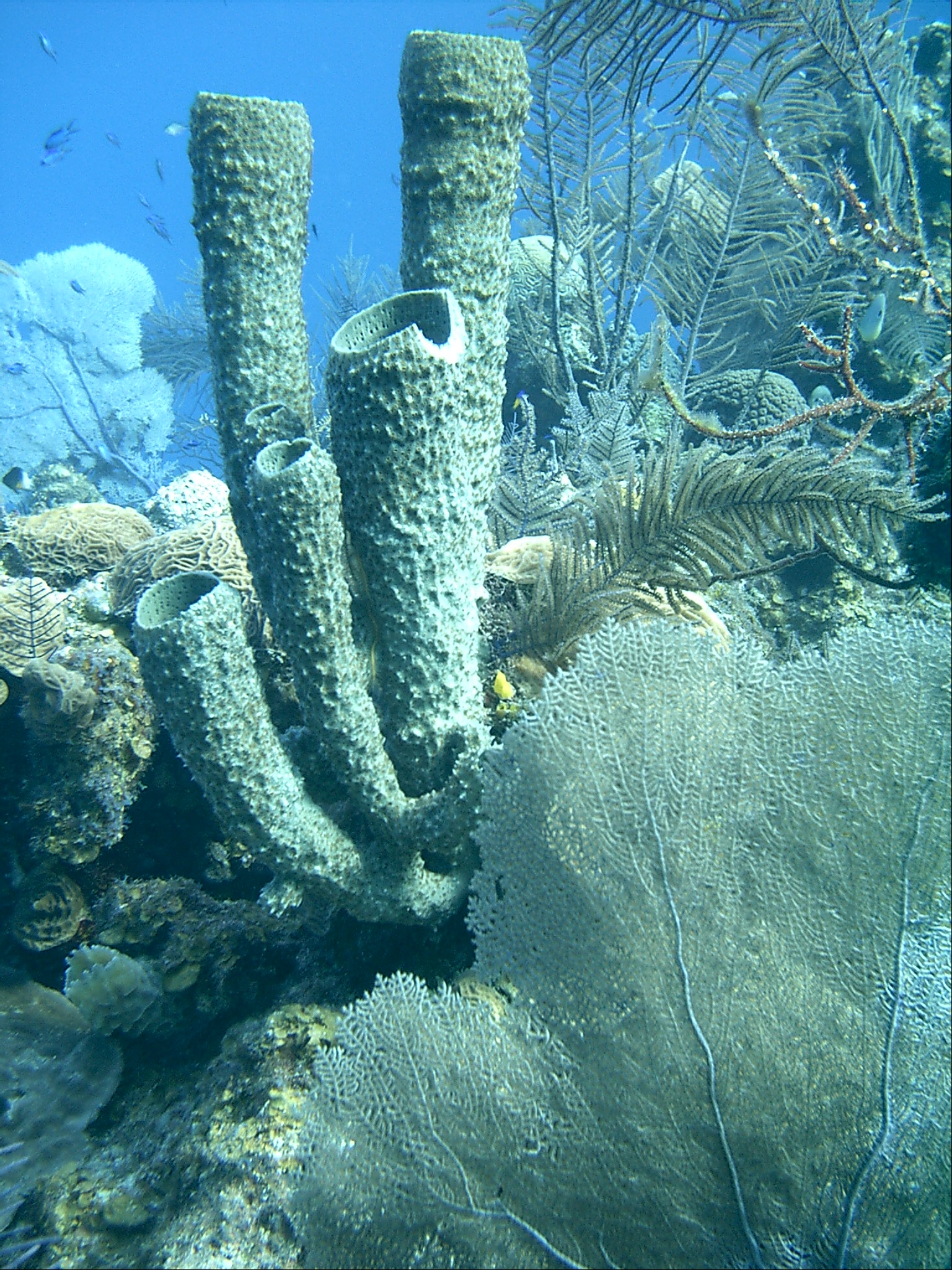 diver jumping into water