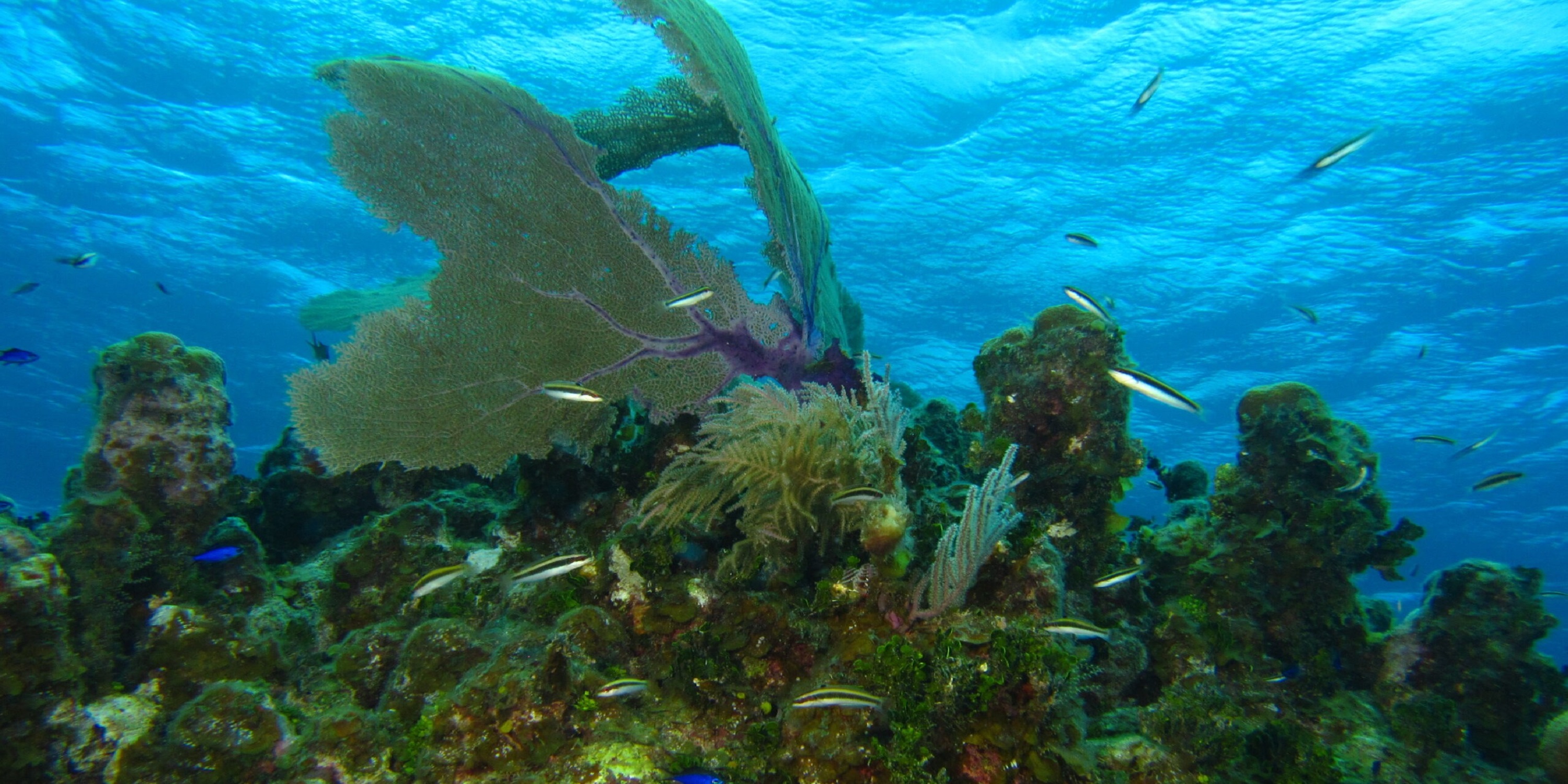 coral reef