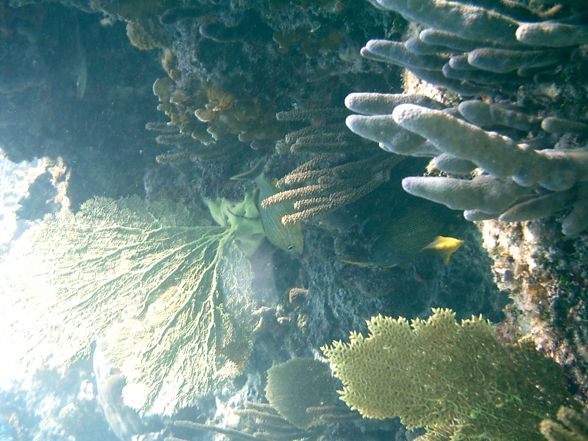 diver jumping into water