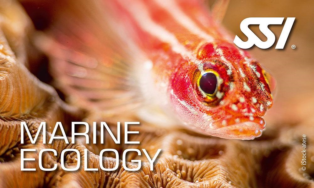 marine ecology ssi