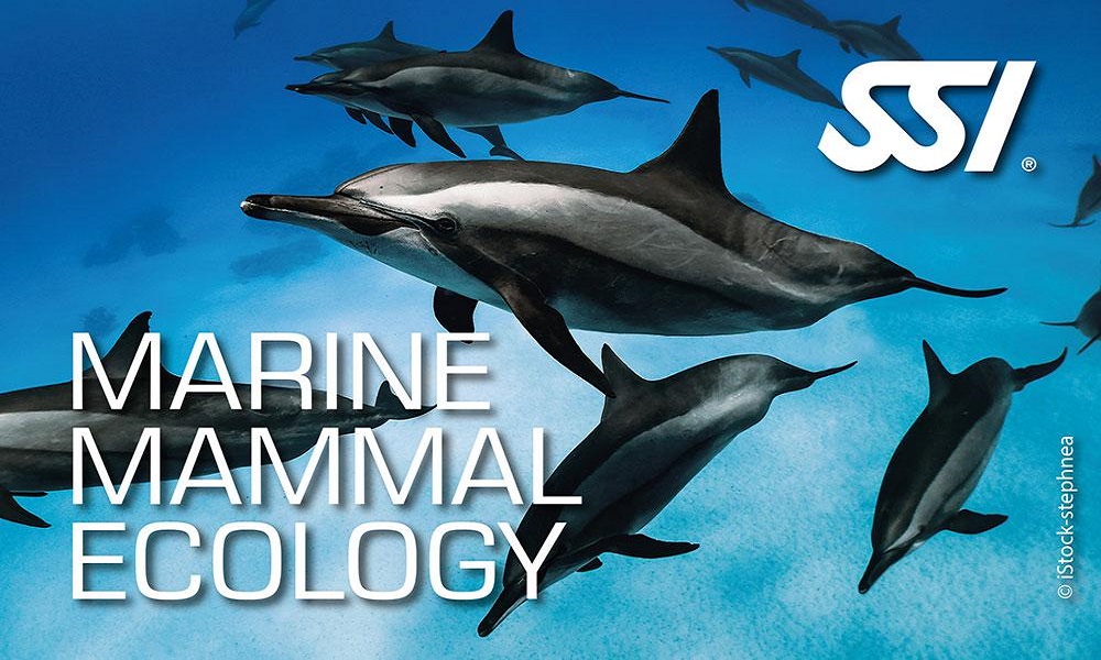 marine mammal ssi