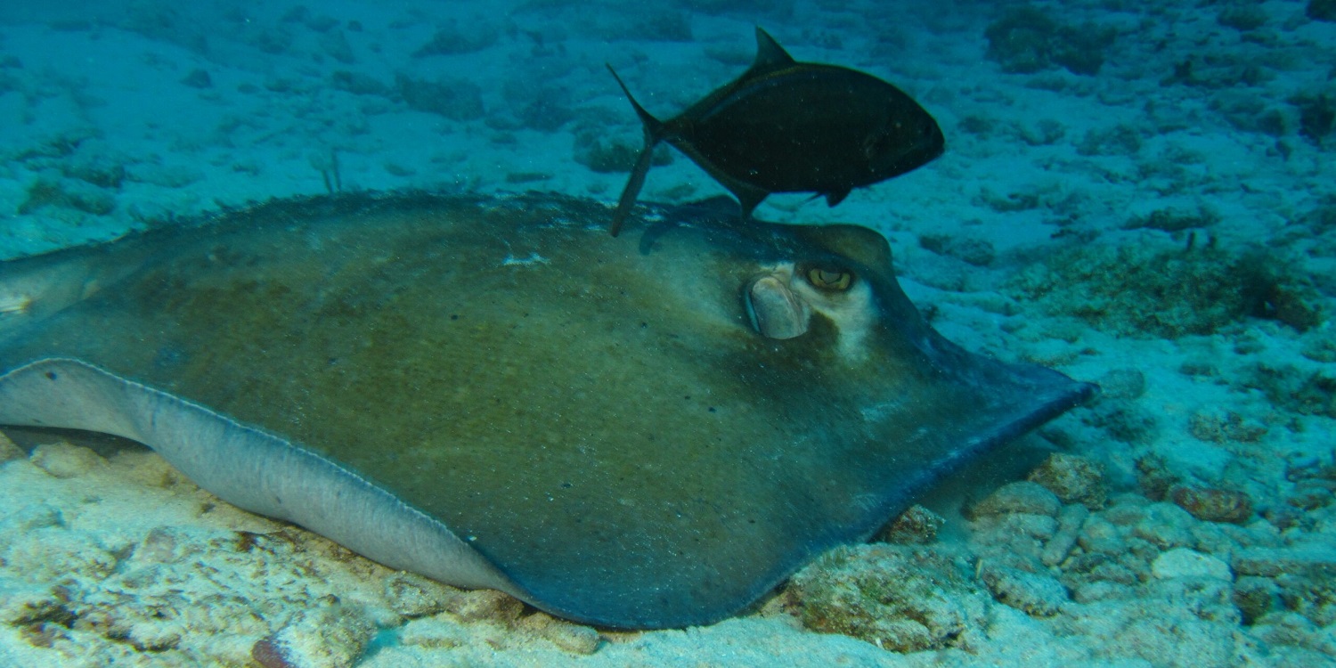 manta ray